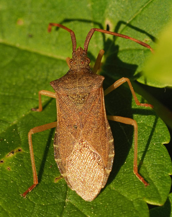 Braune Randwanze, Gonocerus acuteangulatus